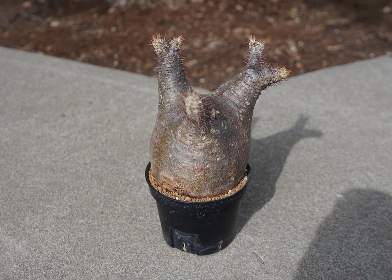 パキポディウム グラキリス No.6 | mana's farm:塊根植物・アガベ