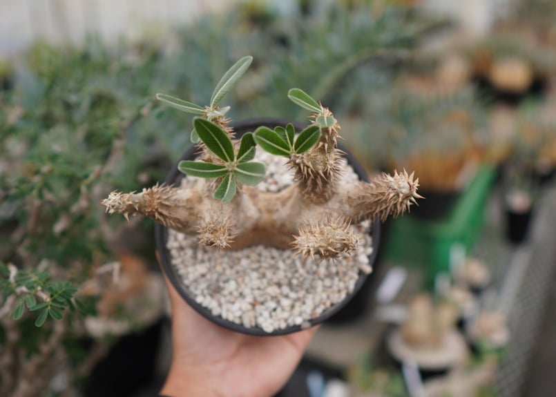 パキポディウム デンシフローラム | mana's farm:塊根植物・アガベ