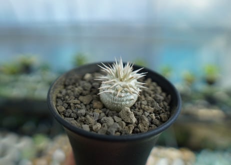 パキポディウム　恵比寿大黒　Pachypodium Densicaule