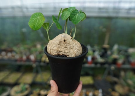 ステファニア　エレクタ　Stephania erecta