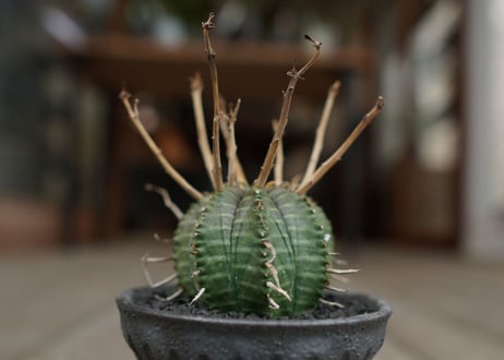 ユーフォルビア　バリダ　”塊根植物スターターセット”