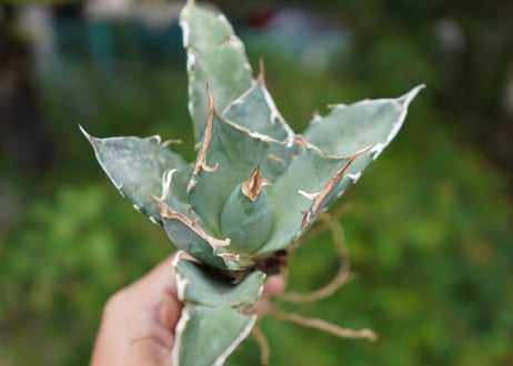 Agave titanota 白鯨 D NO.4