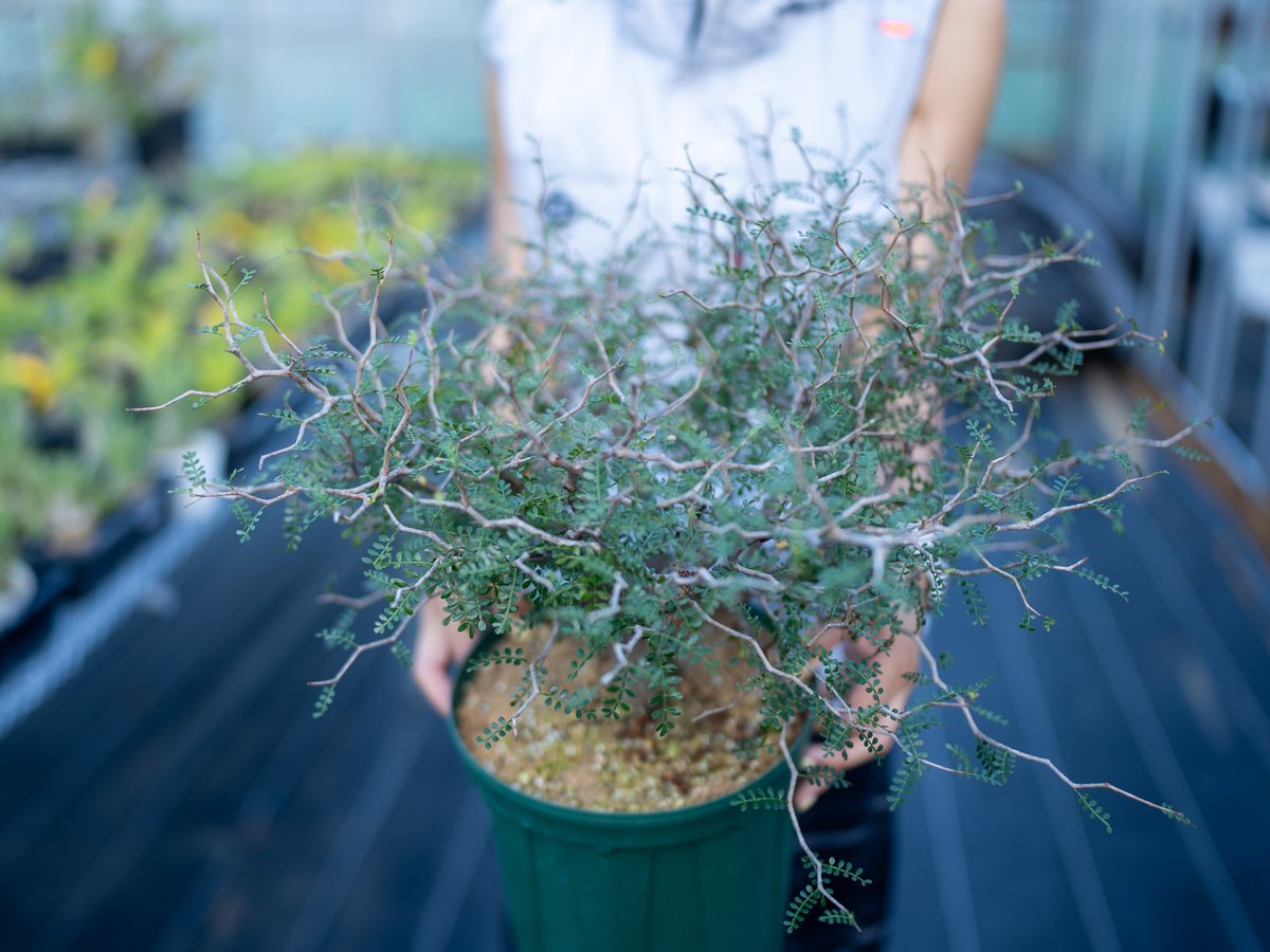 オペルクリカリア パキプス 沖縄実生 | mana's farm:塊根植物・アガベ