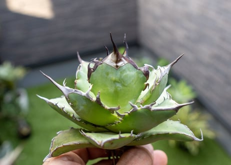 Agave ハデス 黒獄 Ｂ NO.2    (G)