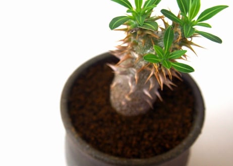 Pachypodium rosulatum   パキポディウム　ロスラーツム  №２