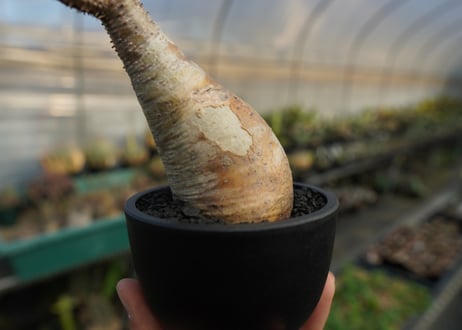 パキポディウム　グラキリス　 Pachypodium Gracilius  No.10
