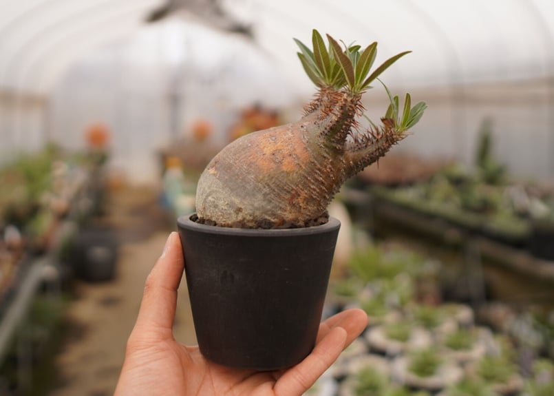 パキポディウム グラキリス B NO.6 | mana's farm:塊根植物・アガベ