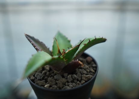 アガベ　チタノタ　ハデス　Agave titanota Hades