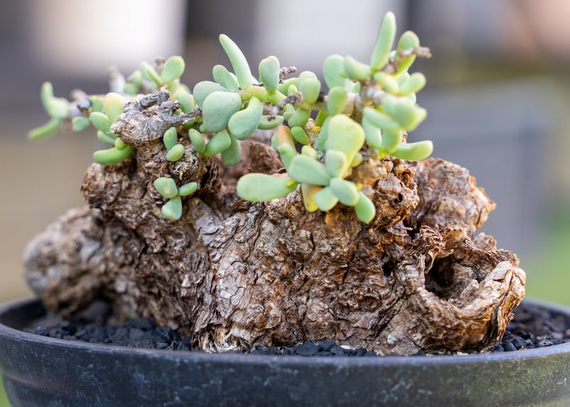 ケラリア ピグマエア | mana's farm:塊根植物・アガベ・ドライガーデン