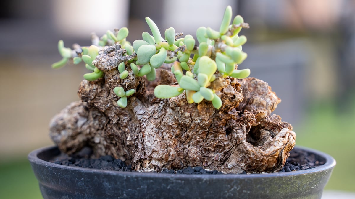 ケラリア ピグマエア 幅14cm ケラリア ピグマエア | mana's farm:塊根植物・アガベ・ドライガーデン