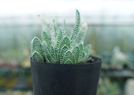 ガステリア　白星殿　Gasteria “Hakuseiden”