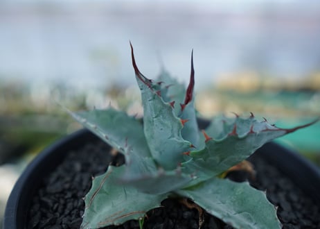 アガベ　パラサナ　”トライアンファント”　Agave Parrasana "triumphant"
