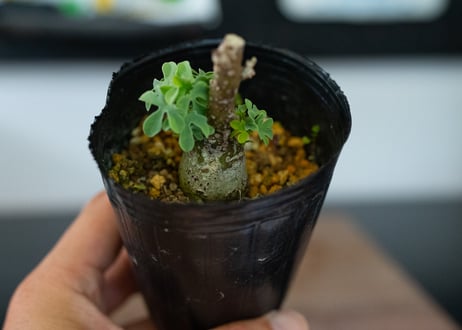 アデニア グラウカ 沖縄管理株