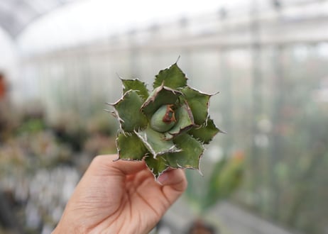 Agave Black fire F NO.4 (G)