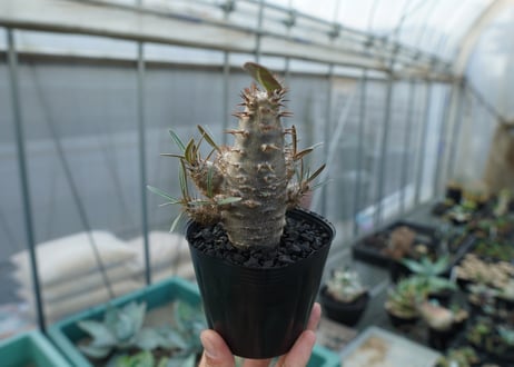 パキポディウム　カクチぺス　Pachypodium cactipes  No.1
