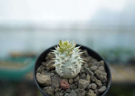 パキポディウム　デンシフローラム Pachypodium densiflorum  No.2