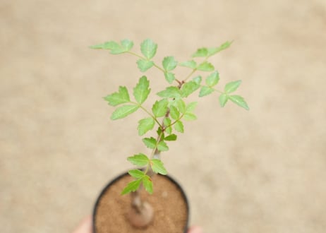 ブルセラ ヒンドシアナ 沖縄実生