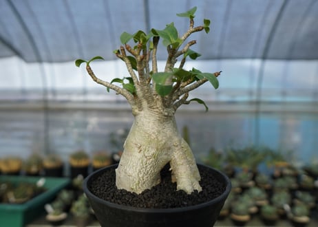 アデニウム　Adenium　No.6