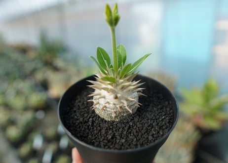 パキポディウム　恵比寿大黒　Pachypodium Densicaule　No.5