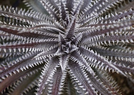 Dyckia HH x (MLxBS)