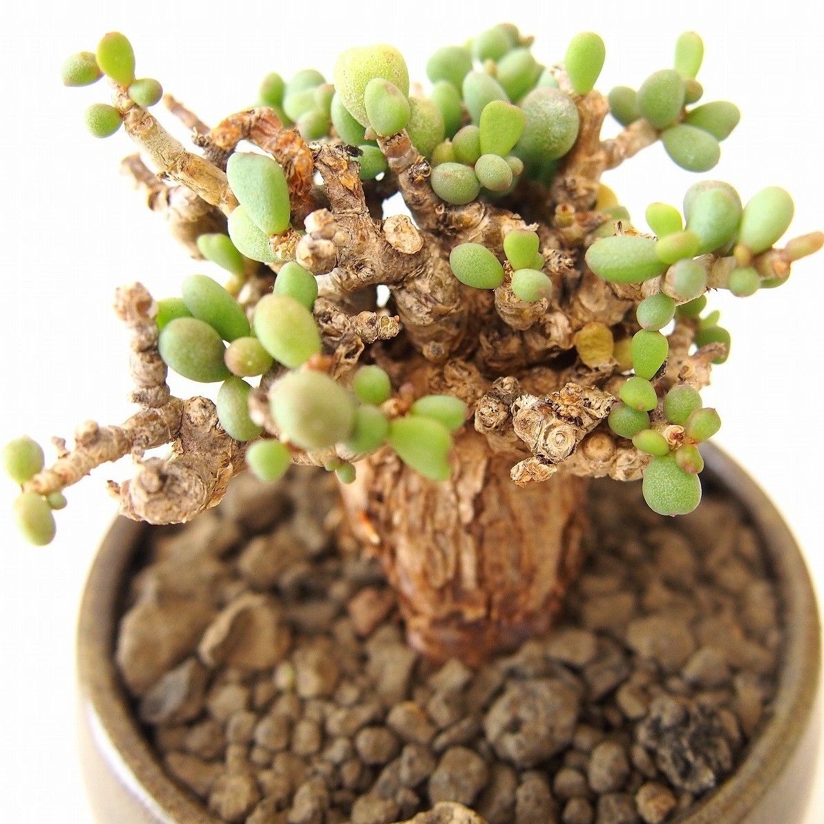 Ceraria pygmaea ケラリア・ピグマエア | mana's farm:塊根植物・ア