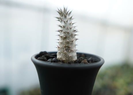 パキポディウム　伊藤ハイブリッド　Pachypodium 'Itoh Hybrid'  No.1