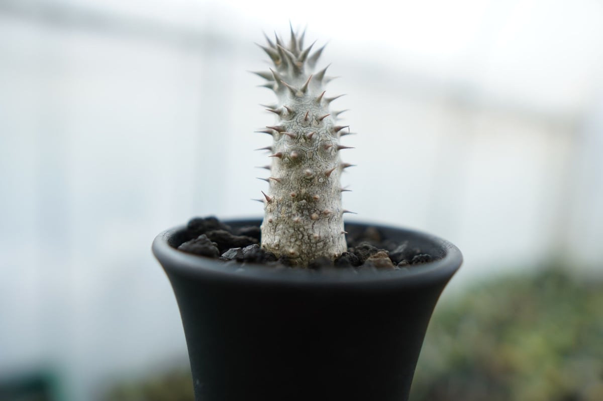 パキポディウム 伊藤ハイブリッド Pachypodium 'Itoh Hybrid' No. パキポディウム 伊藤ハイブリッド Pachypodium 'Itoh Hybrid' No.