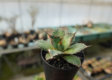 アガベ　チタノタ　FO-76　agave titanota FO-76