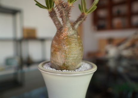 パキポディウム　グラキリス　 Pachypodium Gracilius