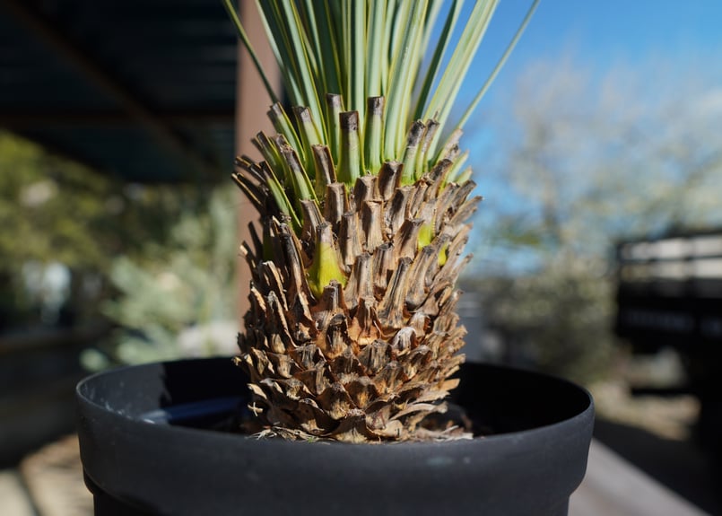 ユッカ ロストラータ | mana's farm:塊根植物・アガベ・ドライガーデン