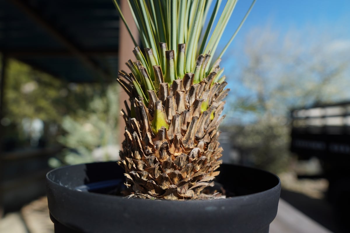 ユッカ ロストラータ | mana's farm:塊根植物・アガベ・ドライガーデン