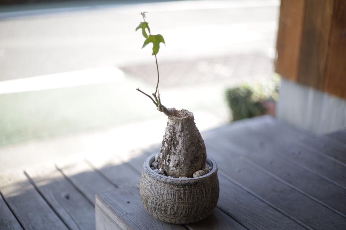 ケドロスティス アフリカーナ Kedrostis africana | mana's farm