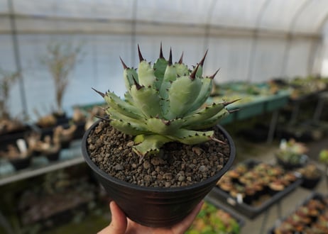 アガベ　マクロアカンサ×ポタトラム　 Agave macroacantha×potatorum