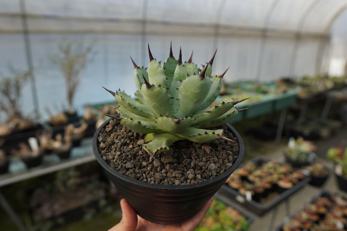 アガベ マクロアカンサ×ポタトラム Agave macroacantha×potatorum