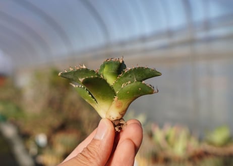 agave titanota ソーラーエクリプス　 NO.1