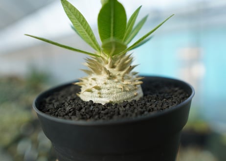 パキポディウム　恵比寿大黒　Pachypodium Densicaule　No.2