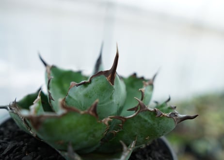 アガベ　チタノタ　 ブラックアンドブルー 　Agave titanota black and blue　NO.6