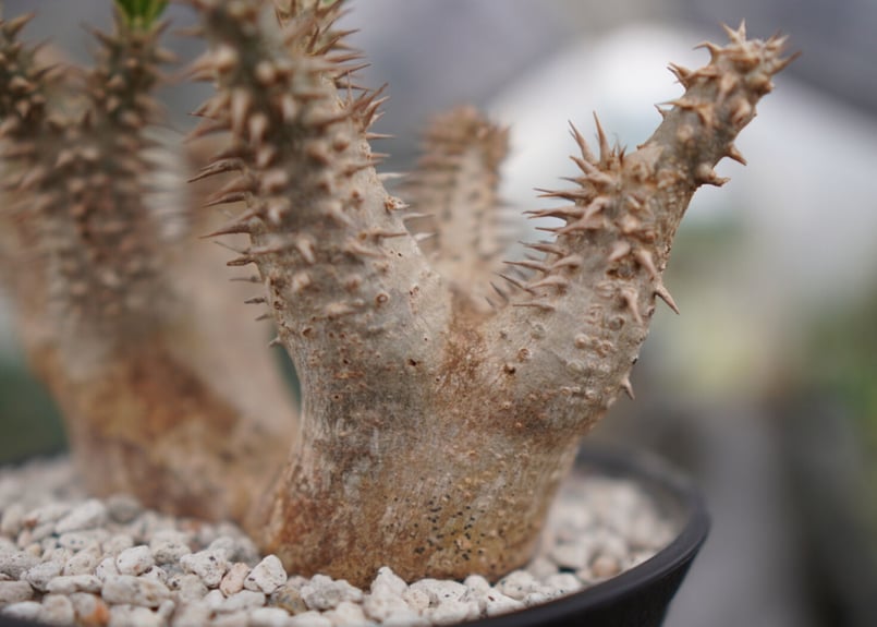 パキポディウム デンシフローラム | mana's farm:塊根植物・アガベ