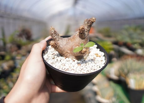パキポディウム マカイエンセ　Pachypodium makayense　No.2