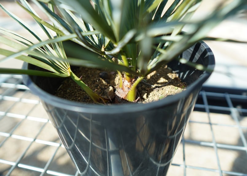 チャメロプス セリフェラ Chamaerops humilis var. Cerifera
