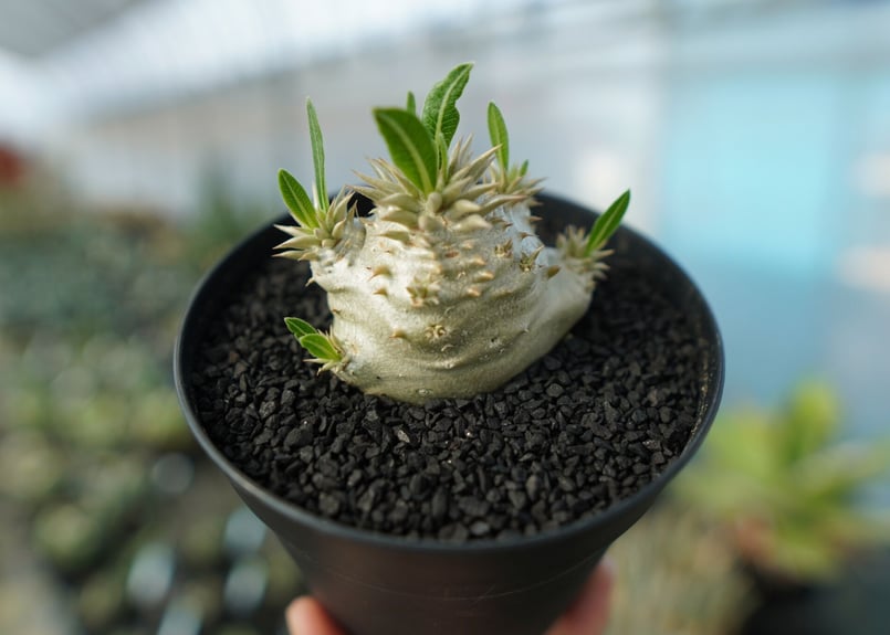 パキポディウム 恵比寿大黒 Pachypodium Densicaule No.10 | ma