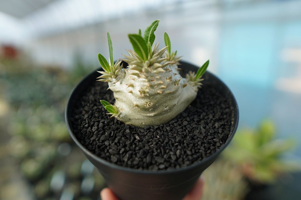 パキポディウム 恵比寿大黒 Pachypodium Densicaule No.10 | ma