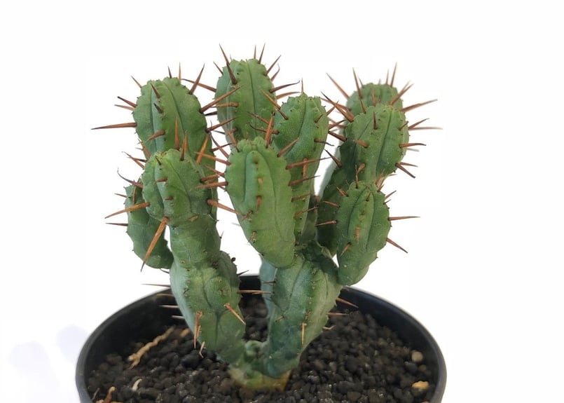 ユーフォルビア 紅彩閣 黄棘 モンスト | mana's farm:塊根植物・アガベ