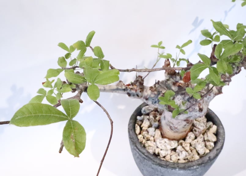 コミフォラ オルビクラリス | mana's farm:塊根植物・アガベ・ドライ