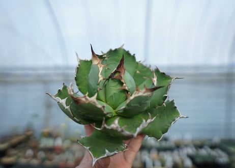MTD01　Titanota Dwarf