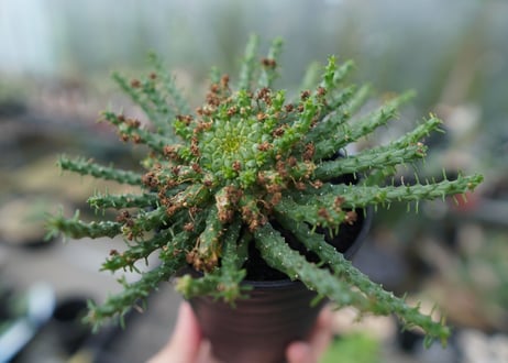 ユーフォルビア　ゴルゴニス　Euphorbia gorgonis