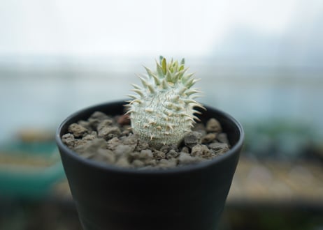 パキポディウム　デンシフローラム Pachypodium densiflorum  No.2