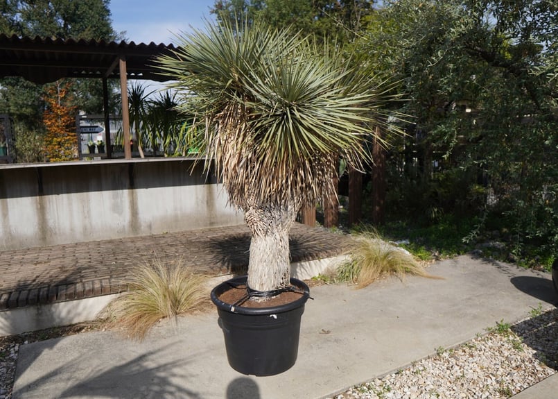 ユッカ ロストラータ ヒドラ yucca rostrata NO.2 | mana's far