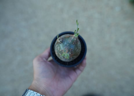 【未発根】パキポディウム　グラキリス　 Pachypodium Gracilius  No.38
