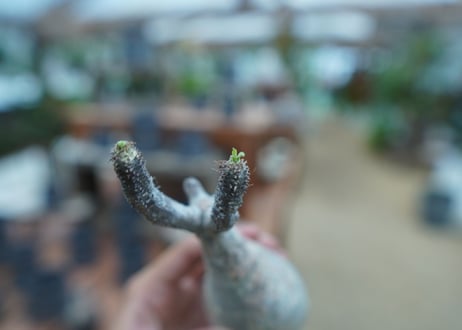 【抜き苗】パキポディウム　グラキリス　 Pachypodium Gracilius  No.8